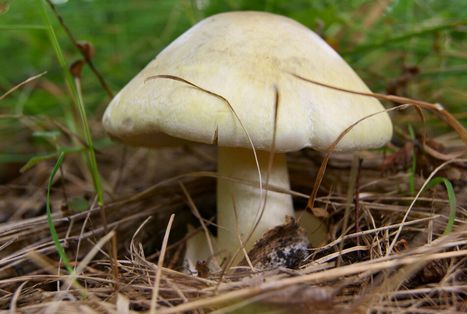 Poisonous Mushrooms for Dogs PetMD