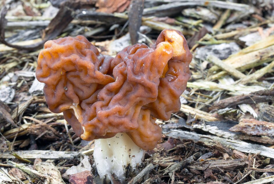 Poisonous Mushrooms for Dogs PetMD