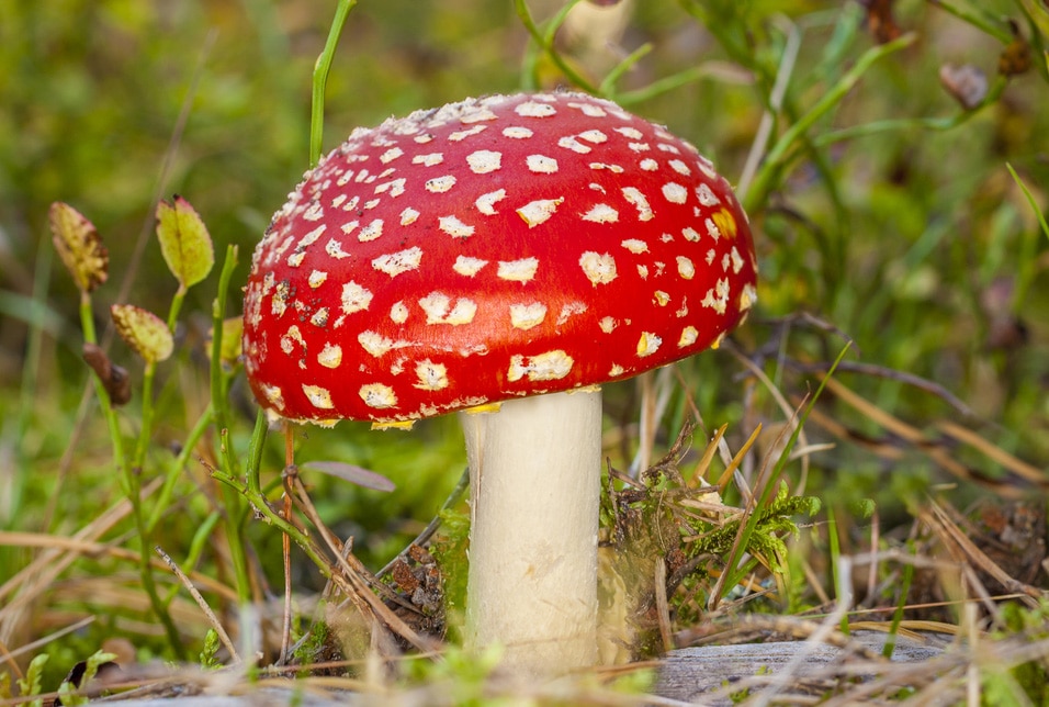 which mushrooms are poisonous to dogs