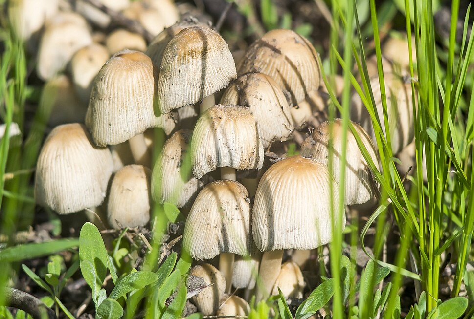 Poisonous Mushrooms for Dogs PetMD