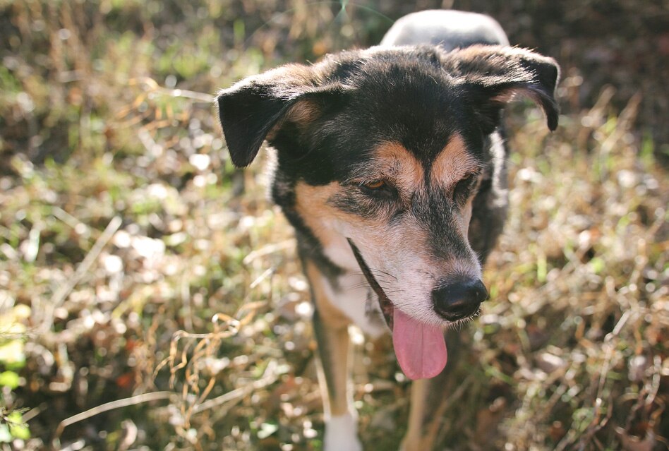 Poisonous Mushrooms for Dogs PetMD