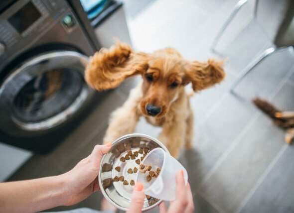 Guide to Grain-Free Dog Food