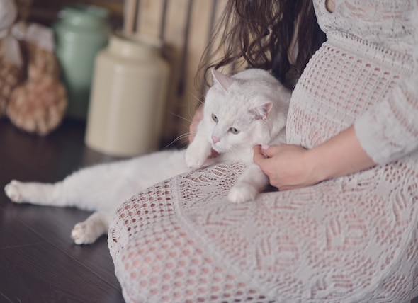 Cat Litter Precautions For Pregnant Women