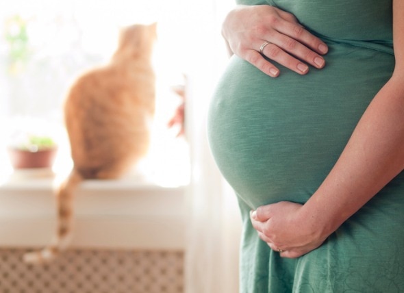 Cats and Pregnant Women: How to Stay Safe