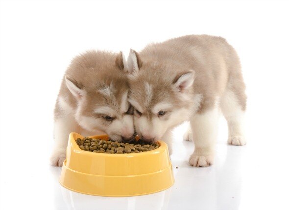 Puppy Nutrition: What is the Best Puppy Food & More