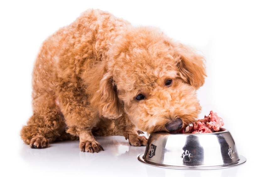 what is the best source of protein for a dog