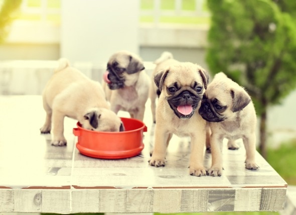 What to Feed a Puppy and When to Switch to Adult Dog Food