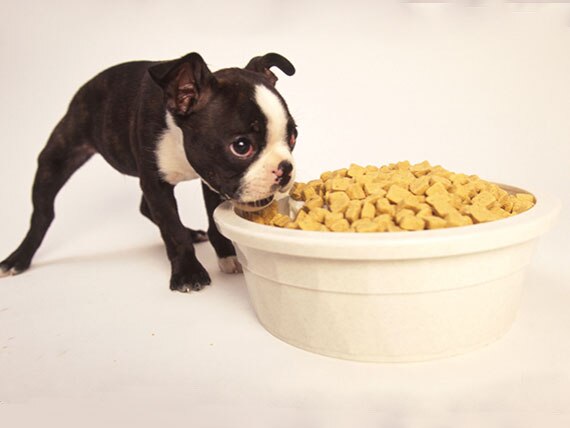 What’s the Difference Between Adult Dog Food and Puppy Food?
