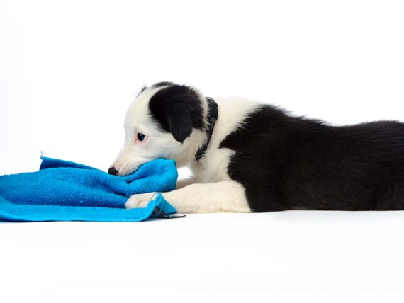 frozen cloth for teething puppy