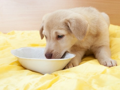 Feeding Your Puppy: What to Keep in Mind
