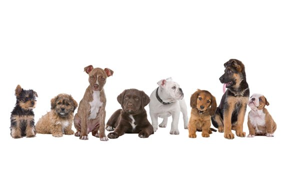 6-tips-for-choosing-the-best-food-for-your-puppy-petmd