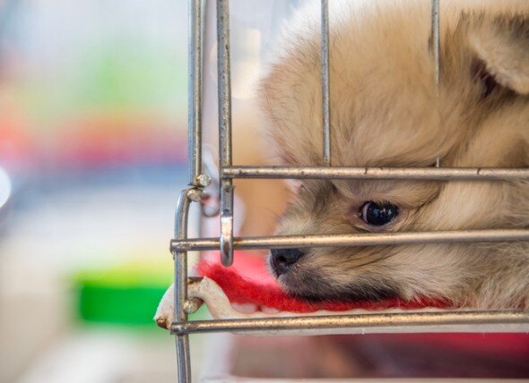 Bills Passed in Michigan Senate Ban Regulation of Pet Shops