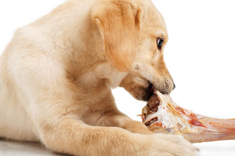 Raw Food: The Best Pet Food Choice?