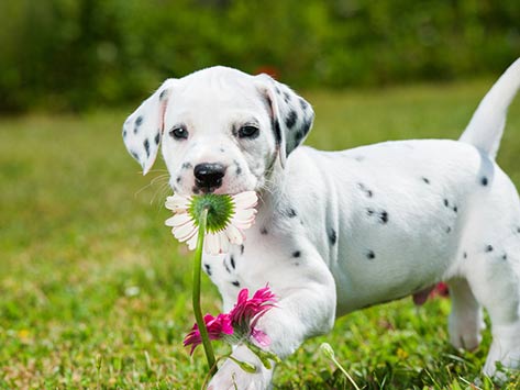 3 Simple Tips to Train Your Puppy