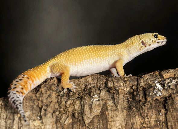 Reptile & Amphibian Articles and Advice from PetMD Vets - Page 2 | PetMD