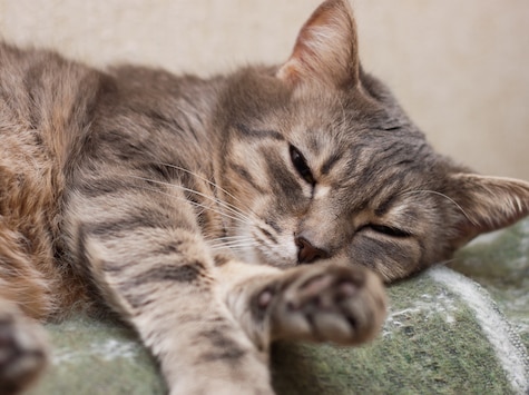How to Treat Head Pressing in Cats