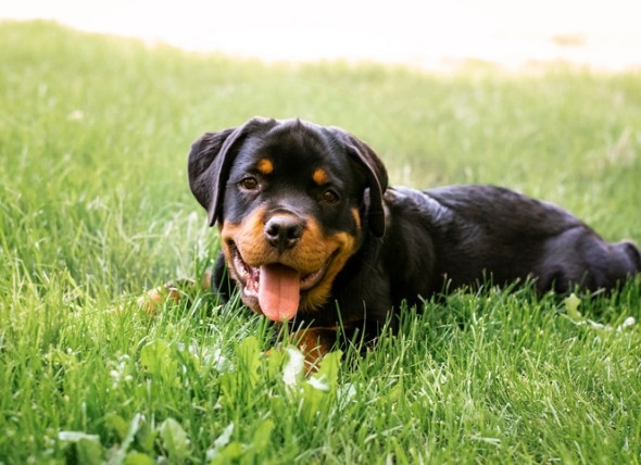 Treating Heartworms in Dogs