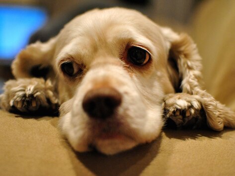 Can Dogs Be Pessimists?