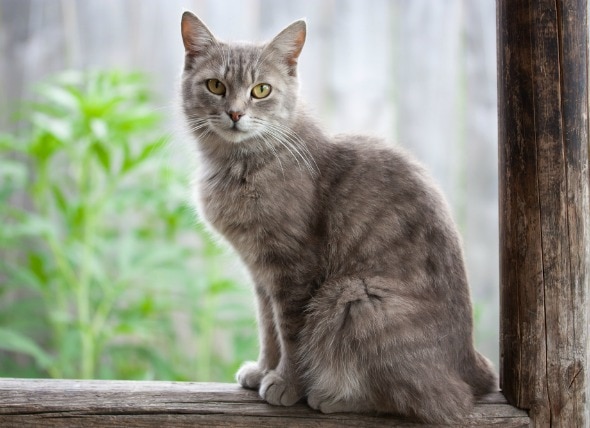 skin-blisters-vesiculopustular-dermatoses-in-cats-petmd