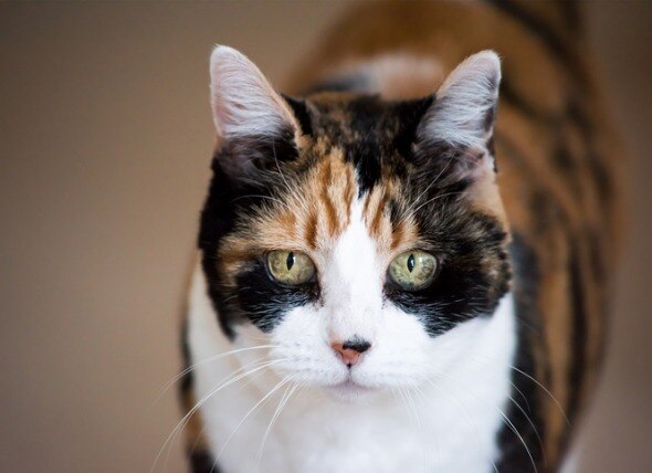 Cat Dementia: Symptoms, Causes and Treatment