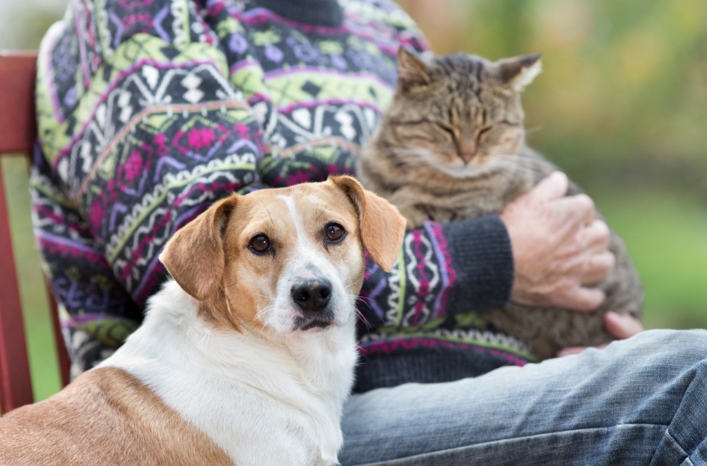 5 Joint Supplement Ingredients for Senior Pets