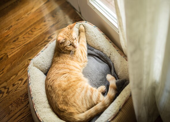 Orthopedic Beds for Senior Cats