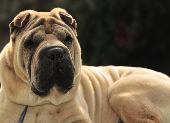 New Tests Will Be Underway For a Serious Disease That Impacts Shar-Peis