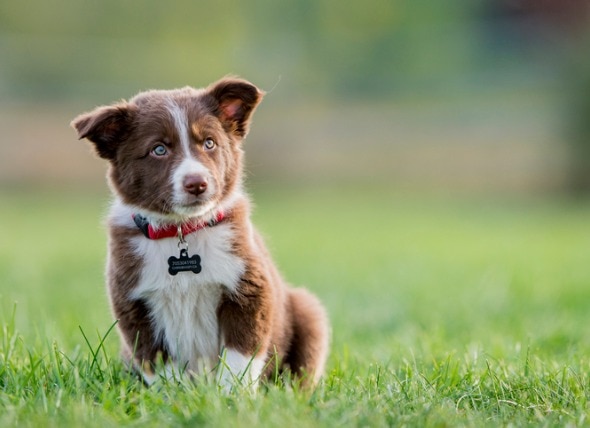 Top 5 Puppy Training Tips