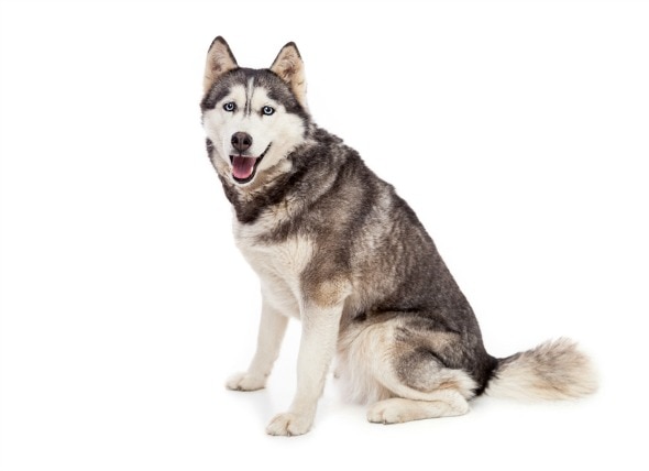 Shoulder Joint Ligament and Tendon Conditions in Dogs