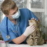 Why Your Cat Needs to See a Doctor Now