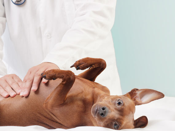 Planning for Your Pet's Preventive Care Exam
