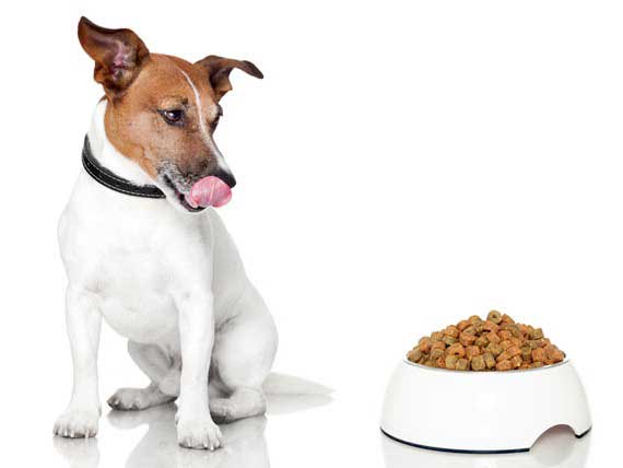 “How Much” is Just As Important As “What” You Feed Your Dog | PetMD