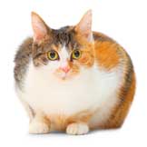 Diabetes Risk in Young Overweight Cats