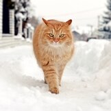 What You Can Do to Help Outdoor Cats When It's Cold