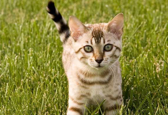 10-ways-to-stop-fleas-from-biting-your-cat-petmd