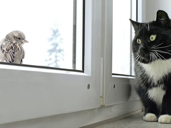 Is Songbird Fever a Threat to Your Cat?