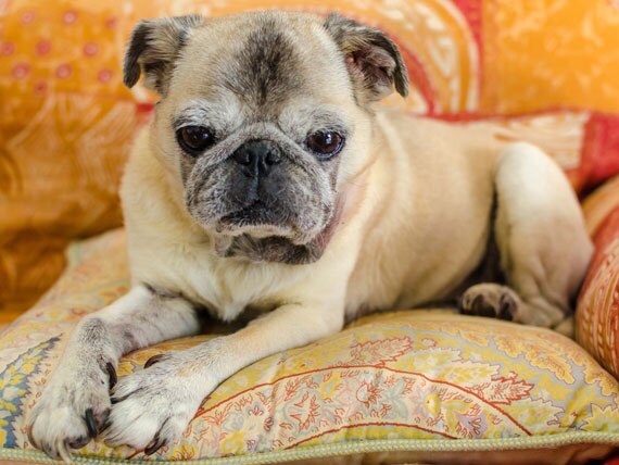 Heartbreak of Losing a Pet Can Be Cushioned With Planning