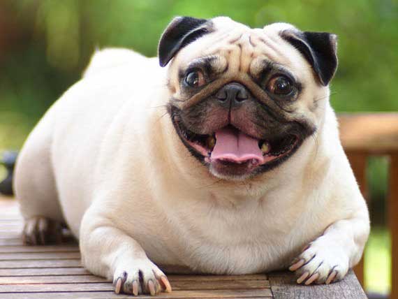 Long-term Effects of Obesity on Pets