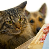 Why You Need to Check the Cat Food Label Every Time