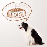 Why Diets for Pets with Food Allergies Fail