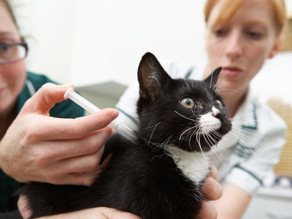 Using Injections to Cure an Injection Caused Disease in Cats