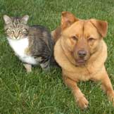Cancer Diversity in Cats and Dogs