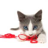 Cats and Linear Foreign Bodies – String, Thread, Ribbon, and the Like