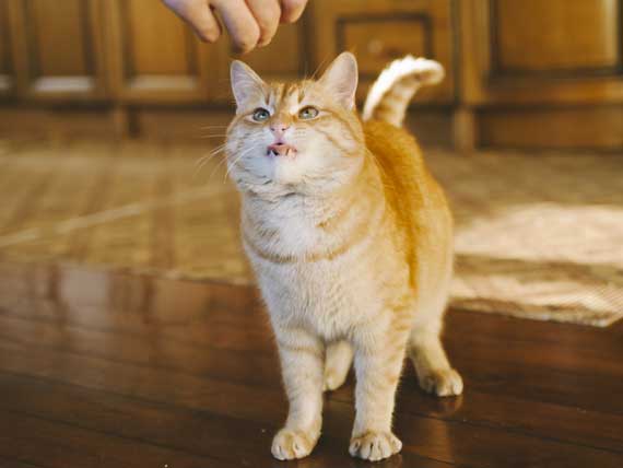 5 Tips for Picking Out Treats for Cats