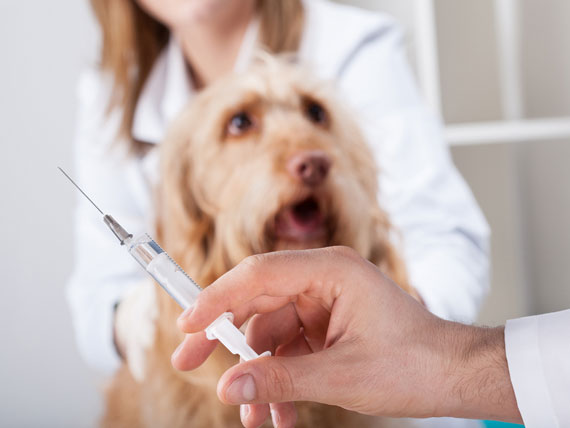 Using Viruses to Treat Cancer in Pets