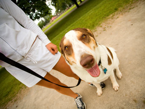 Losing Weight While Exercising with Your Dog
