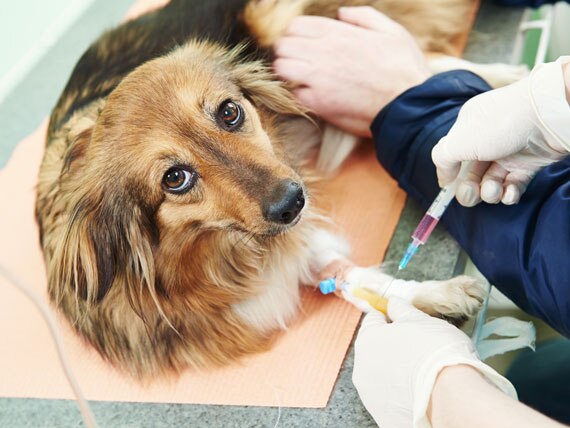 Are Specialists Really a Necessary Part of Cancer Care for Pets?