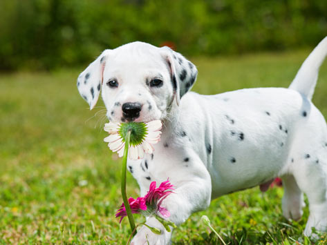 Dalmatian Dog Breed Hypoallergenic, Health and Life Span | PetMD