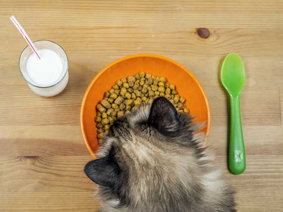 Why a Diet Change Won't Fix Food Your Cat's Allergies