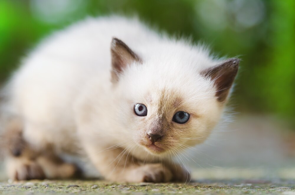 How a Cat Communicates PetMD